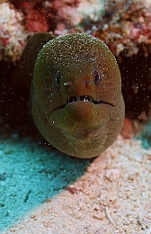 Sipadan_2015_Murene Javanaise_Gymnothorax javanicus_IMG_2358_rc